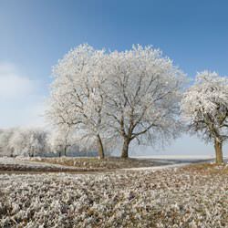 Frost covering trees and a grassy field in Nelsonville